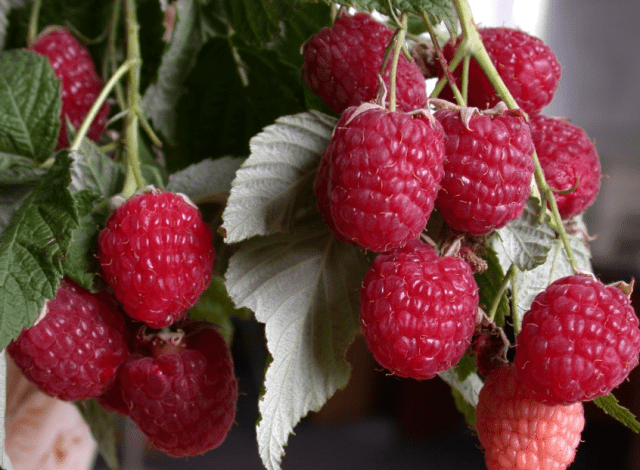 How to care for raspberries in autumn