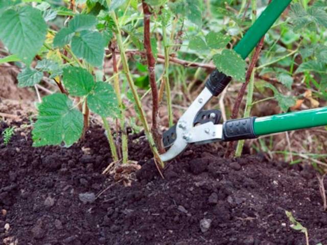 How to care for raspberries in autumn