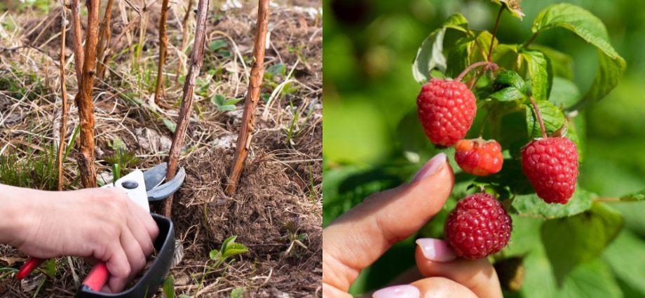 How to care for raspberries in autumn