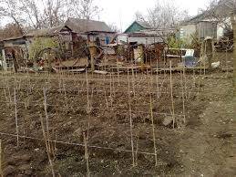 How to care for raspberries in spring