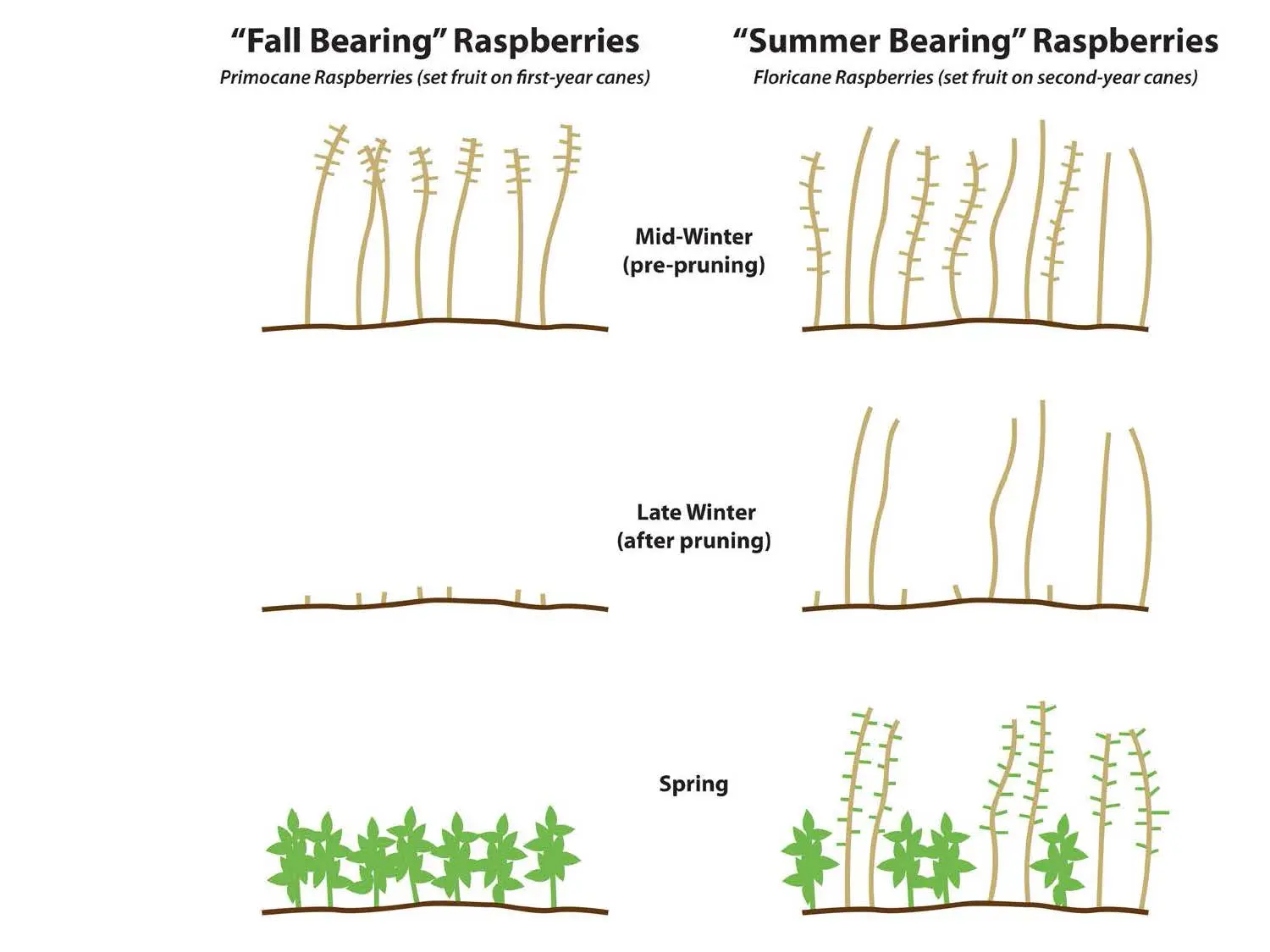 How to care for raspberries in spring