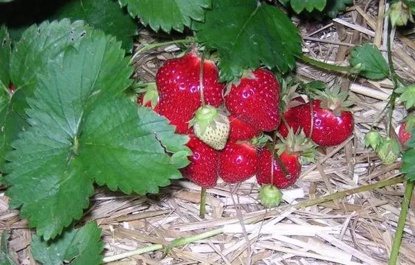 How to care for strawberries