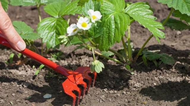 How to care for strawberries