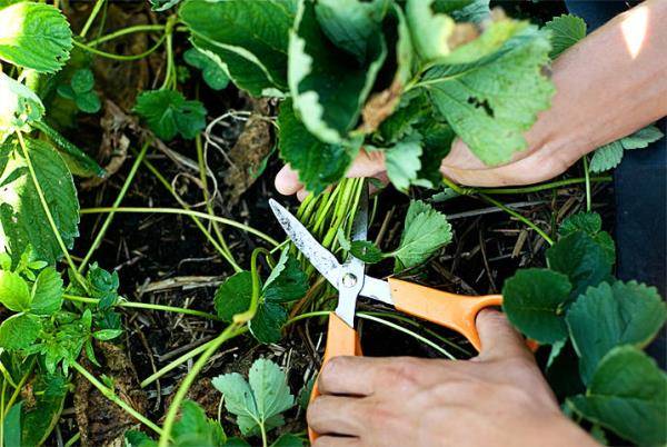 How to care for strawberries