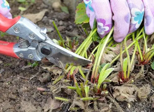 How to care for strawberries