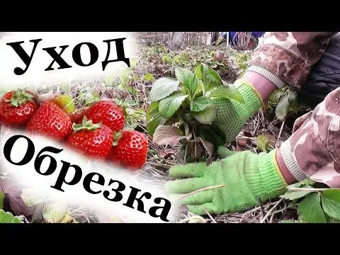 How to care for strawberries