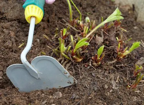 How to care for strawberries