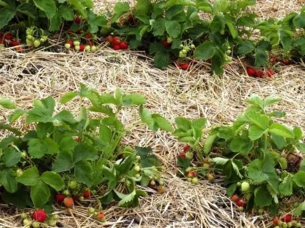 How to care for strawberries