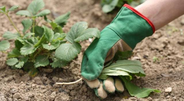 How to care for strawberries