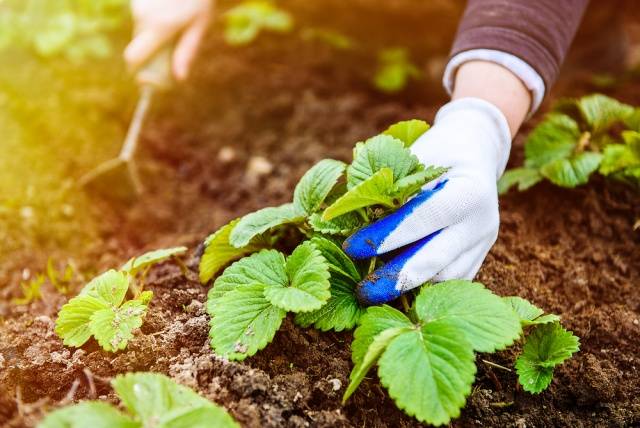 How to care for strawberries in autumn 