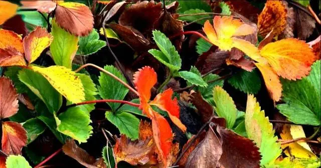 How to care for strawberries in autumn 