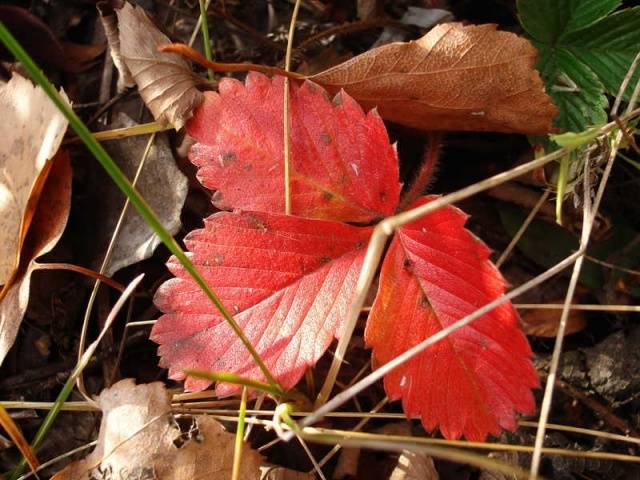 How to care for strawberries in autumn 