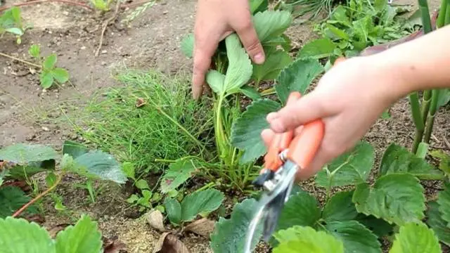 How to care for strawberries in autumn 