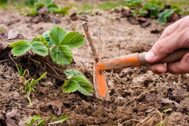 How to care for strawberries in autumn 