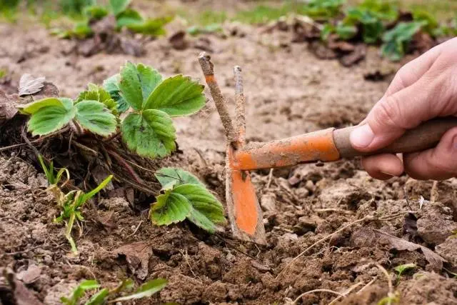 How to care for strawberries in autumn 