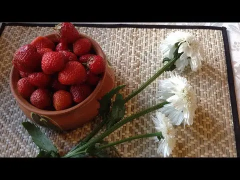 How to care for strawberries in the spring in the country