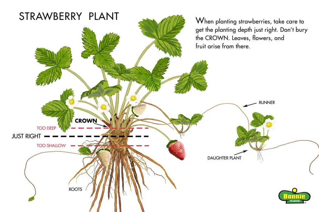 How to care for strawberries