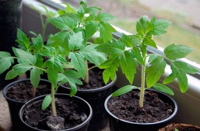 How to care for tomato seedlings