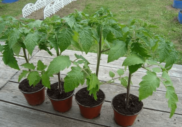 How to care for tomato seedlings