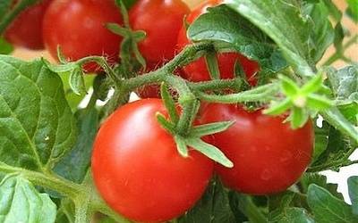 How to care for tomato seedlings