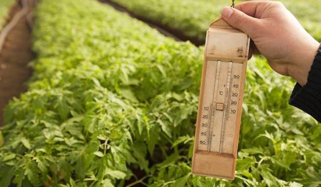 How to care for tomato seedlings