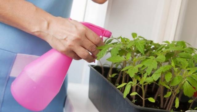 How to care for tomato seedlings