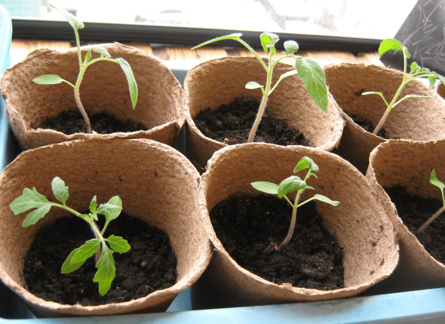 How to Care for Tomato Seedlings for the Best Harvest