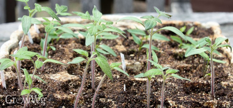 How to care for tomato seedlings