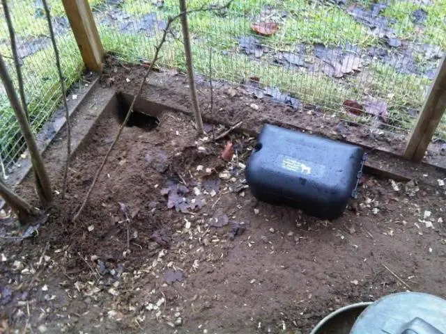 How to catch a rat in a chicken coop 