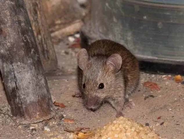 How to catch a rat in a chicken coop 