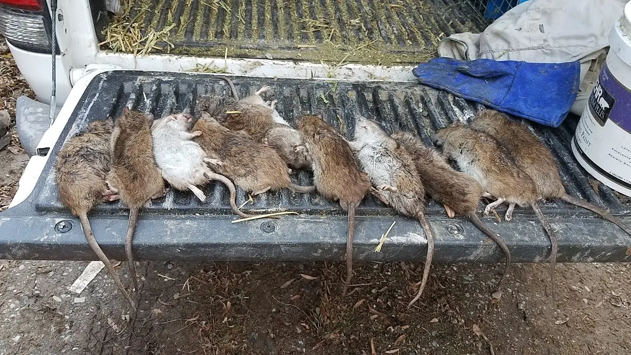 How to catch a rat in a chicken coop 