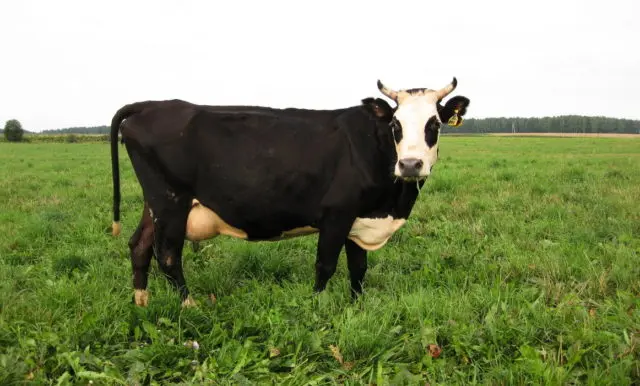 How to choose a calf
