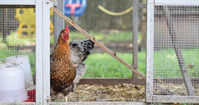 How to choose a chicken coop