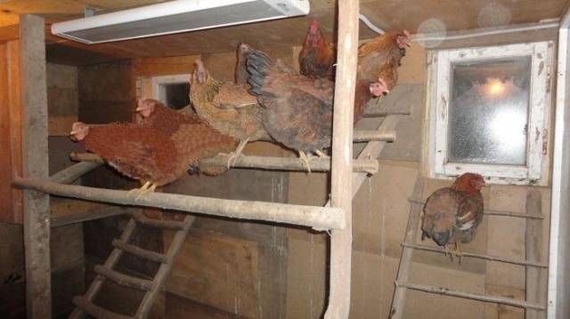 How to choose a chicken coop heater