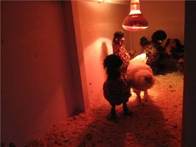 How to choose a chicken coop heater