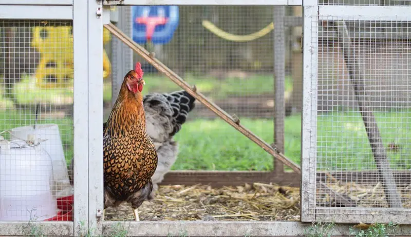 How to choose a chicken coop