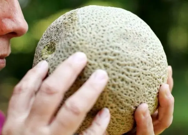 How to choose a melon - enjoy the juicy and tasty fruit