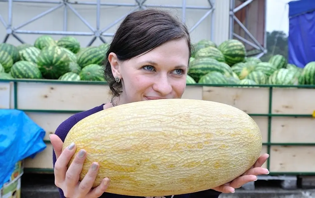 How to choose a melon - enjoy the juicy and tasty fruit