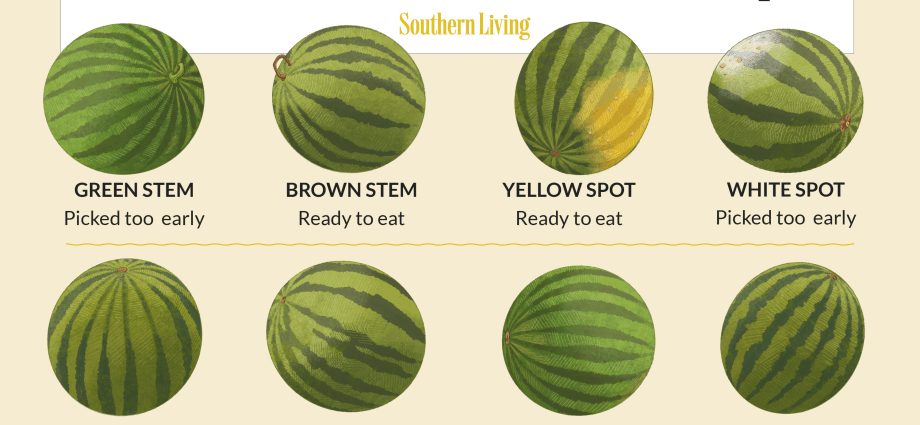 How to choose a ripe and tasty melon