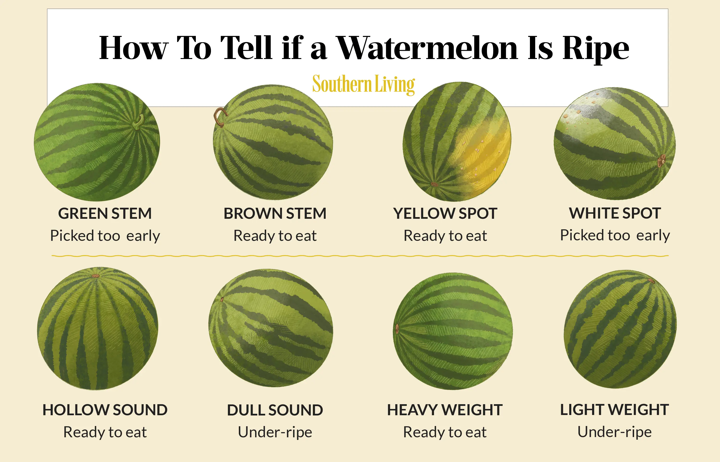 How to choose a ripe and tasty melon