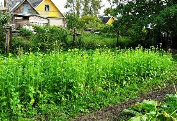 How to choose and sow green manure for potatoes