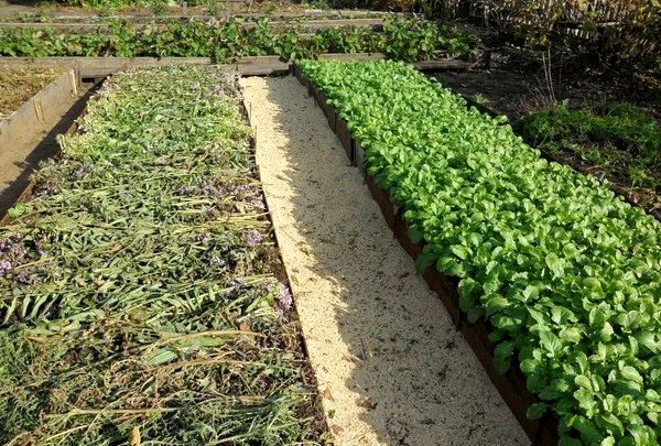 How to choose and sow green manure for potatoes