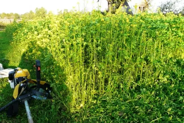 How to choose and sow green manure for potatoes