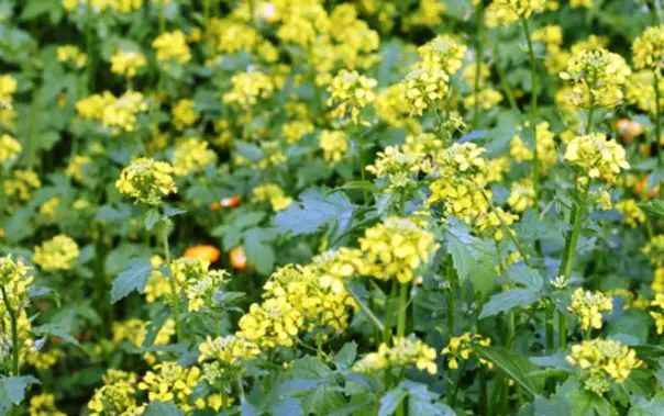 How to choose and sow green manure for potatoes