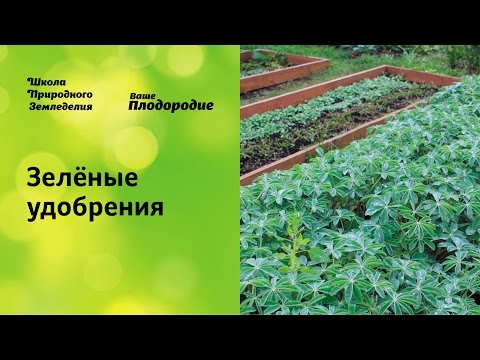 How to choose and sow green manure for potatoes