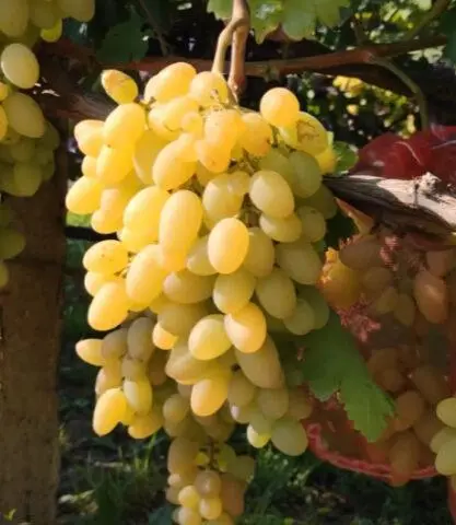 How to choose good grapes for planting: the main criteria, varieties from the catalog of the site Vinograd-sort.ru