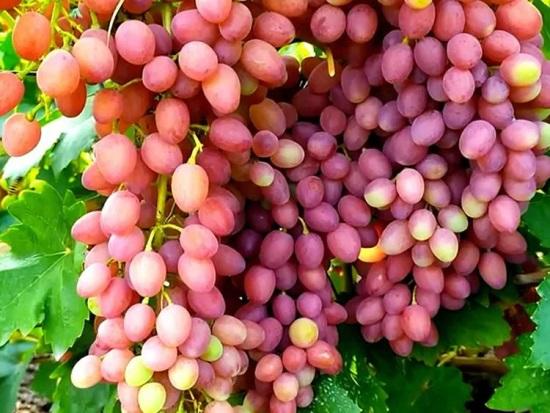 How to choose good grapes for planting: the main criteria, varieties from the catalog of the site Vinograd-sort.ru