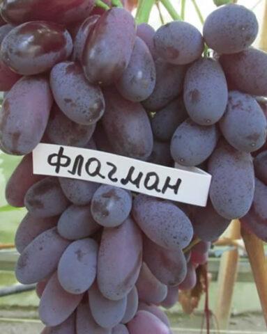 How to choose good grapes for planting: the main criteria, varieties from the catalog of the site Vinograd-sort.ru