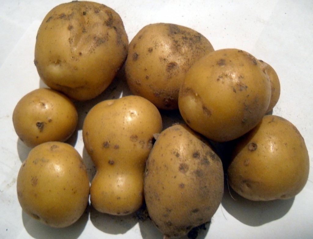 How to choose potato varieties for central Our Country - plodovie.ru