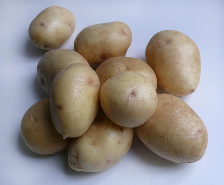 How to choose potato varieties for central Our Country - plodovie.ru